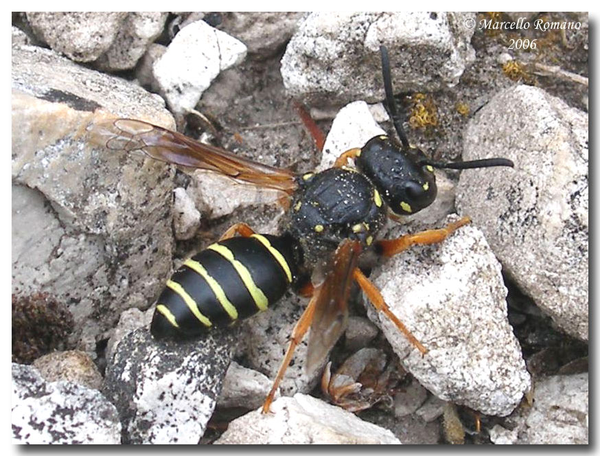 Imenotteri Vespidae Eumeninae, un esempio dell''infinita biodiversit